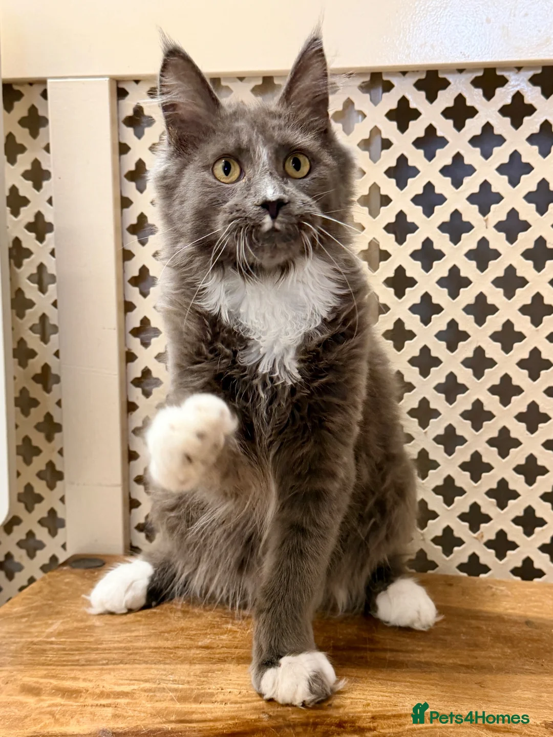 Maine Coon cats for sale: 💙 BLUE MAINE COON BOY *PARENTS HEALTH TESTED* 💙 - Advert 1