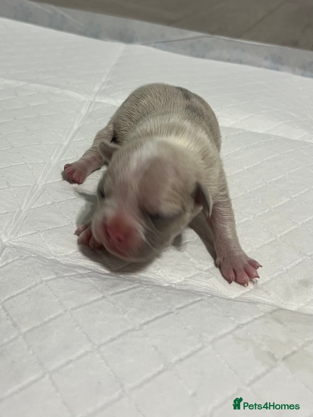 French Bulldog dogs for sale: French Bulldog Puppy’s  - Advert 15