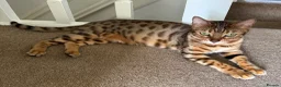 Bengal cats for sale: ONLY FOUR Stunning✨GLITTER Coat✨Bengal kittens  - Advert 2