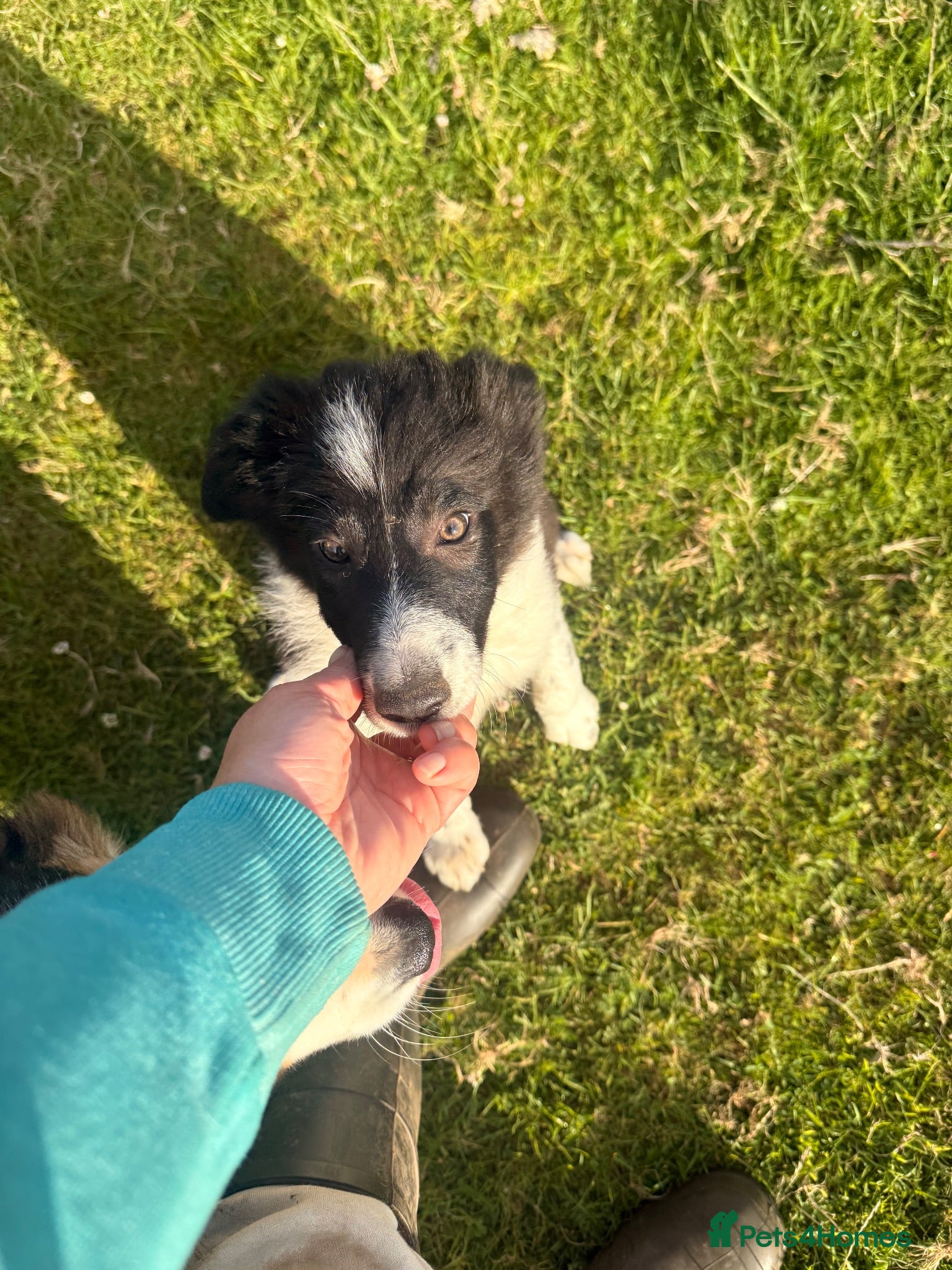 Border Collie dogs Border collie pup for sale - Advert 2