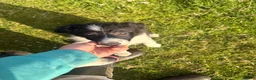 Border Collie dogs for sale: Border collie pup for sale - Advert 2
