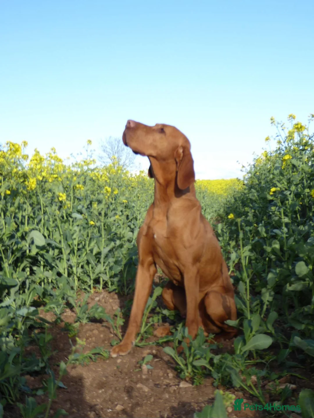 Hungarian Vizsla dogs for stud: Imported Proven KC Stud – Vadaszfai Csete  in Evesham - Advert 5