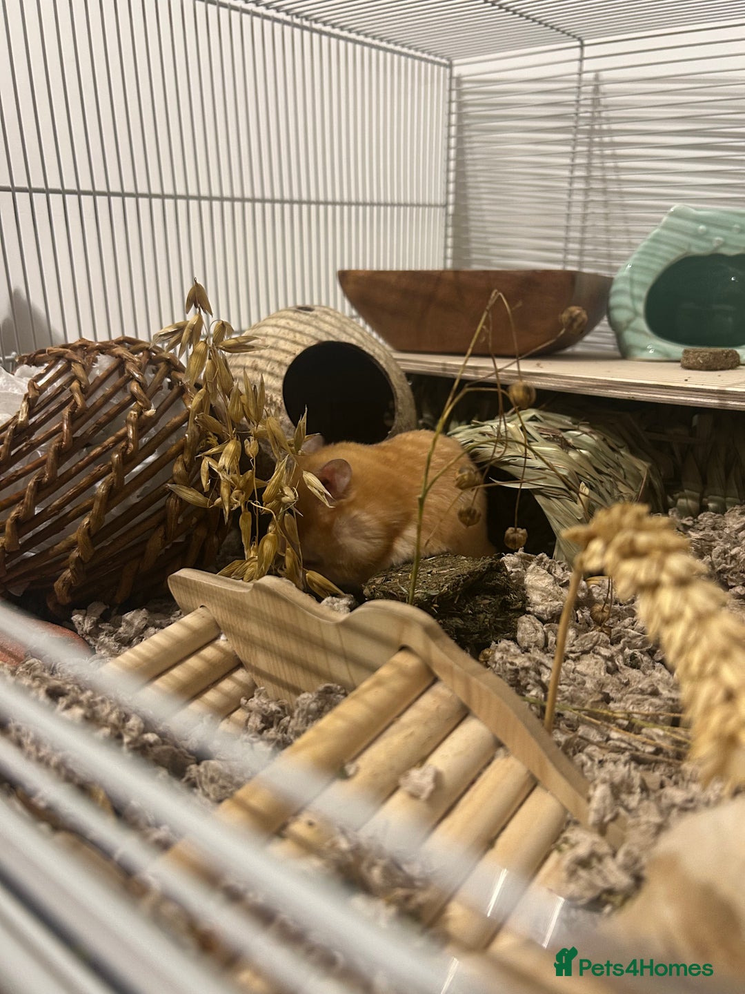 Hamster rodents for sale: Golden Syrian Hamster- Price includes everything! - Advert 10