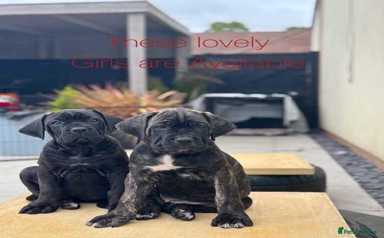 Mixed Breed dogs - Advert 1