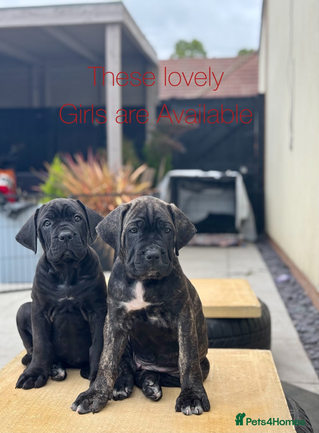 Mixed Breed dogs for sale: Last Four Mastiff pups available  - Image 14