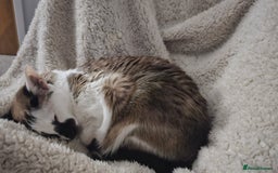Oriental cats for sale: Beautiful Pedigree Oriental Shorthair  - Image 7