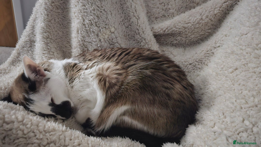 Oriental cats for sale: Beautiful Pedigree Oriental Shorthair  - Image 7