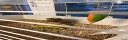 Guinea Pig rodents for sale: Dexter and Dante - Advert 12