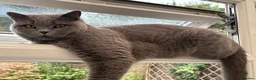 British Shorthair cats for sale: British Shorthair Female 3 yrs old - Advert 3