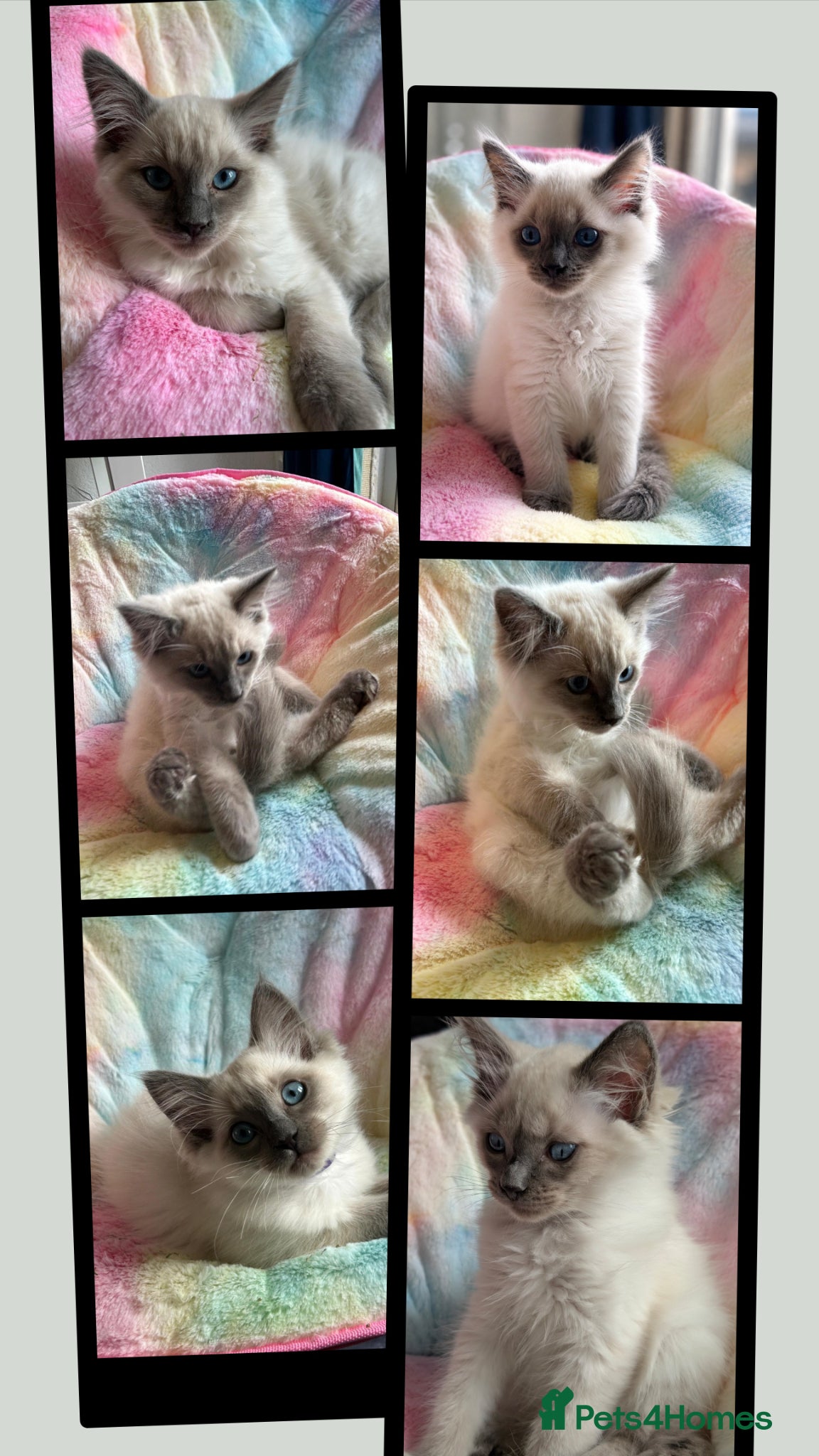 Ragdoll cats Stunning ragdoll kittens for sale.  - Advert 11