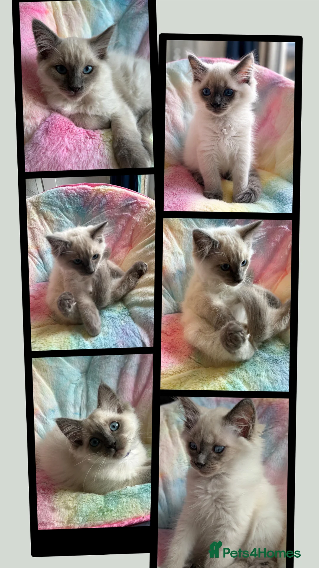 Ragdoll cats for sale: Stunning ragdoll kittens for sale.  - Advert 1