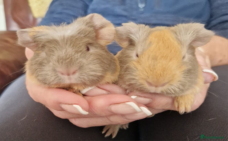 Guinea Pig rodents - Advert 7