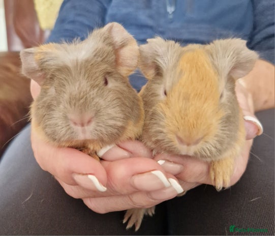 Guinea Pig rodents - Advert 14