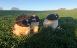 Newfoundland dogs for sale: Outstanding Newfoundland Puppies - Advert 8