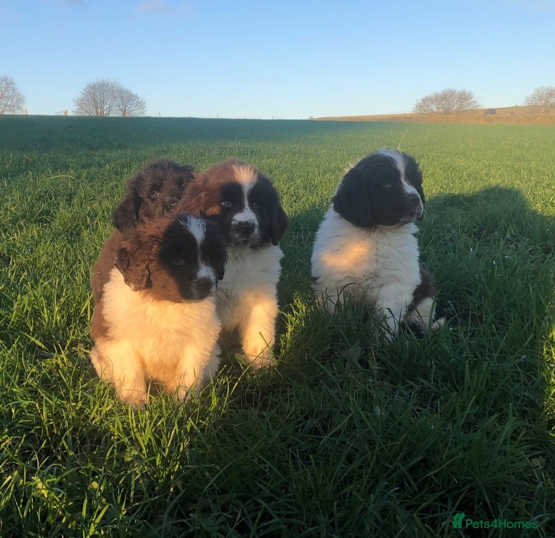 Newfoundland dogs for sale: Outstanding Newfoundland Puppies - Advert 8