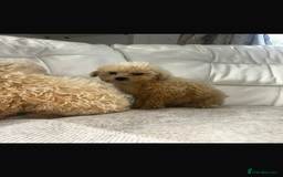 Toy Poodle dogs for sale: Toy poodles  - Image 3