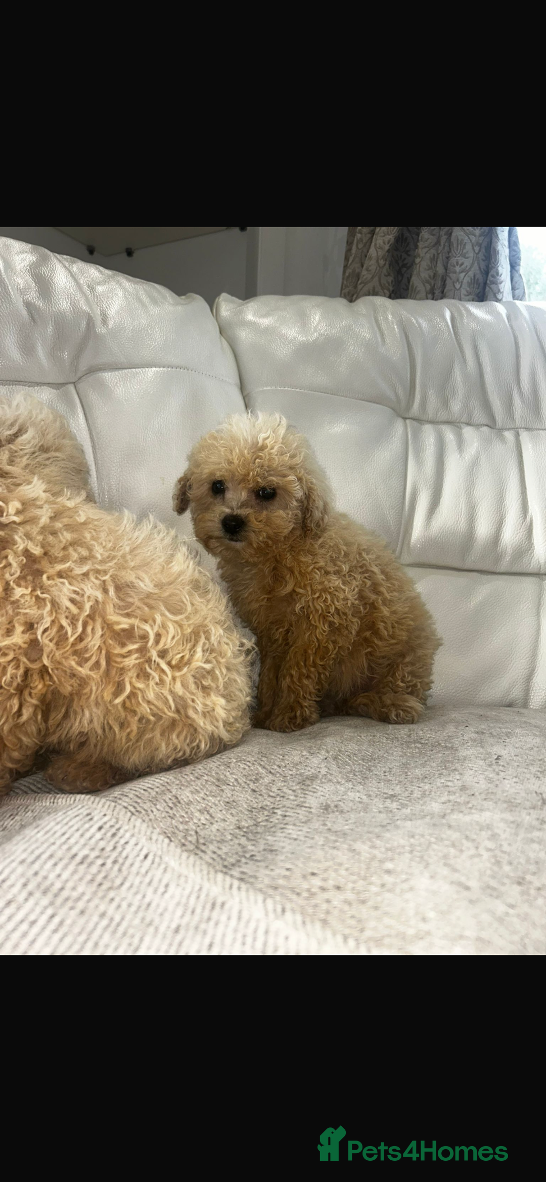 Toy Poodle dogs for sale: Toy poodles  - Image 3