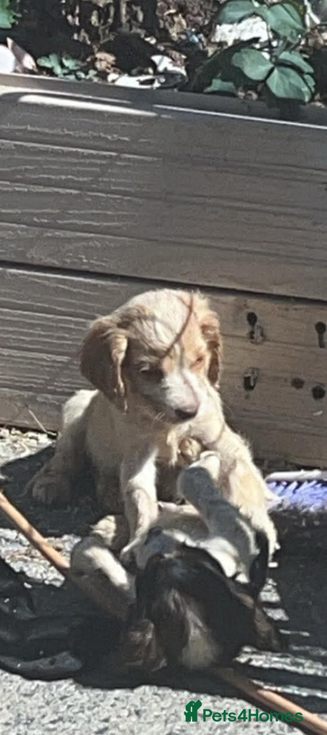 Cocker Spaniel dogs for sale: Cocker spaniel Boys - Image 5
