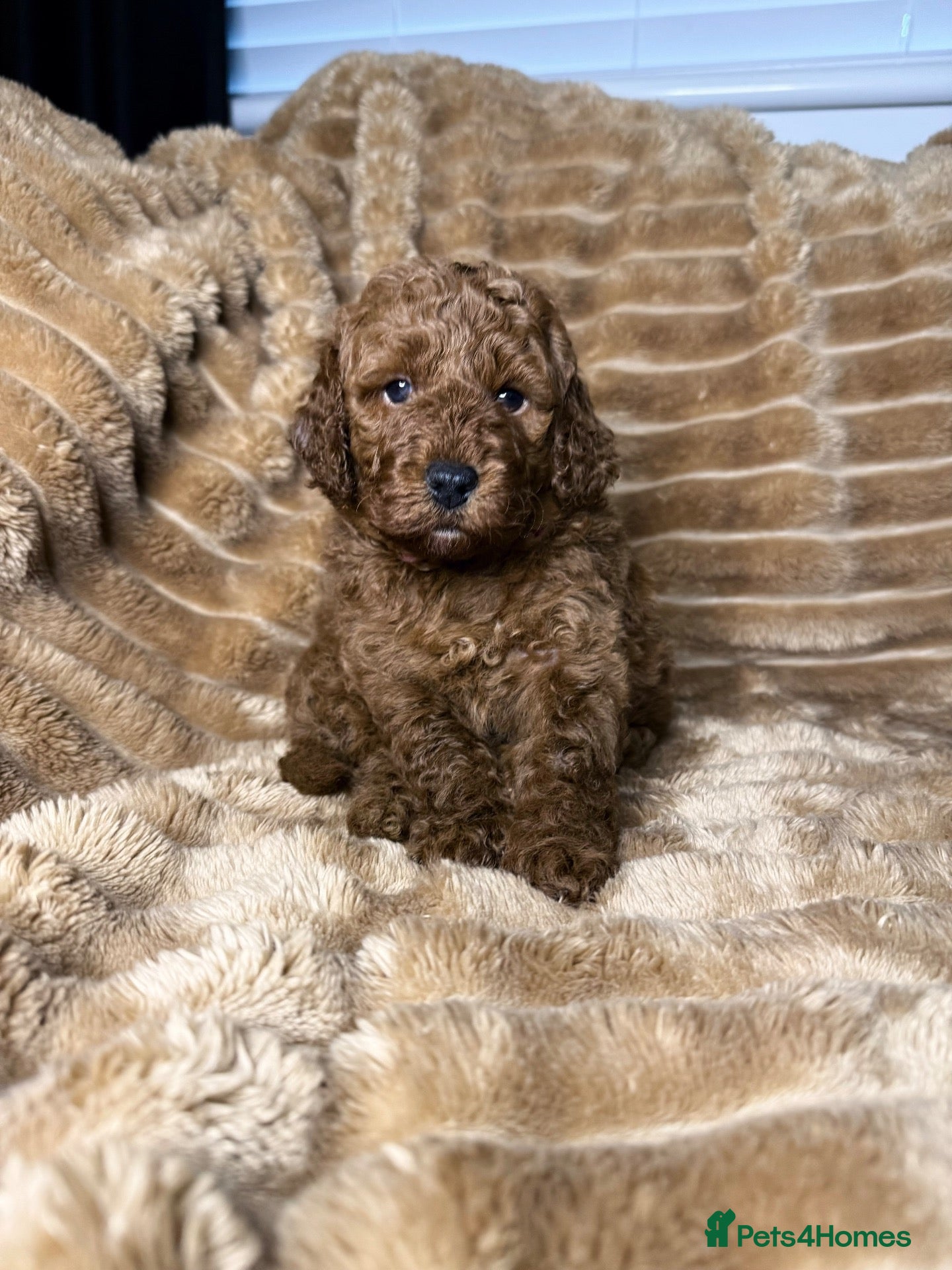 Cockapoo dogs F1B Cockapoo  - Advert 12
