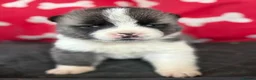 Akita dogs for sale: Quality KC registered American Akita Puppies - Advert 3