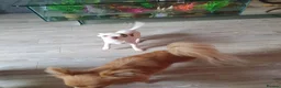 Chihuahua dogs for sale: Xx **  chihuahua white with blue eyes..... - Advert 3