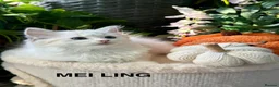 Ragdoll cats for sale: F1 100 % PURE FIFE REGISTRATION RAGDOLL KITTENS - Advert 20