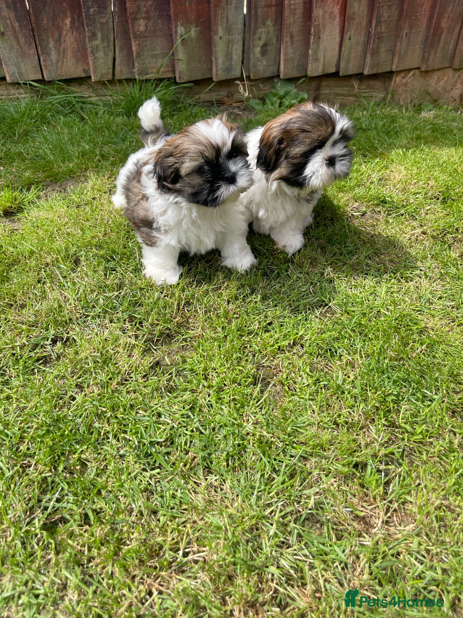 Shih Tzu dogs Imperial Shihtzu puppies for sale  - Advert 1