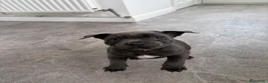 Staffordshire Bull Terrier Puppy 3