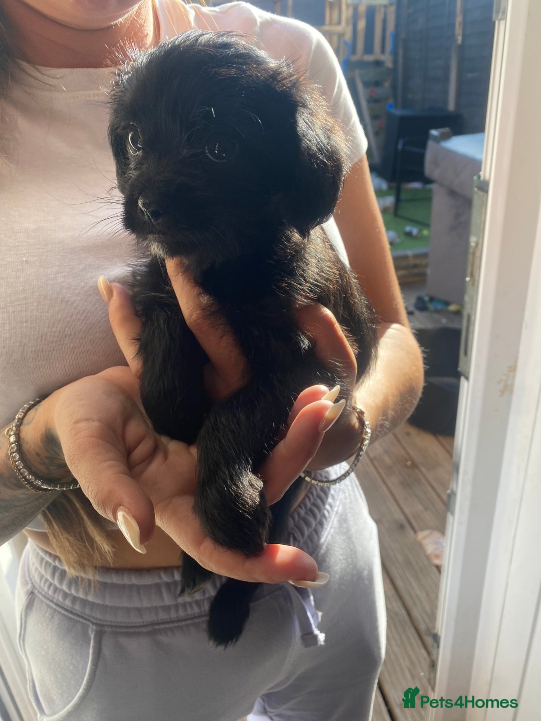 Mixed Breed dogs for sale: Pattapoo puppies  - Image 6