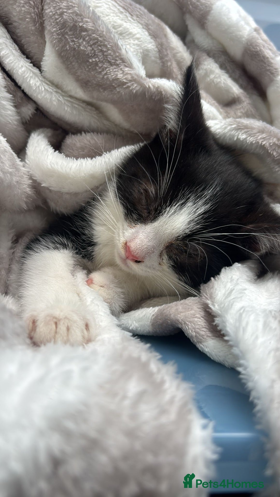 Mixed Breed cats 10 week old kitten  - Advert 12