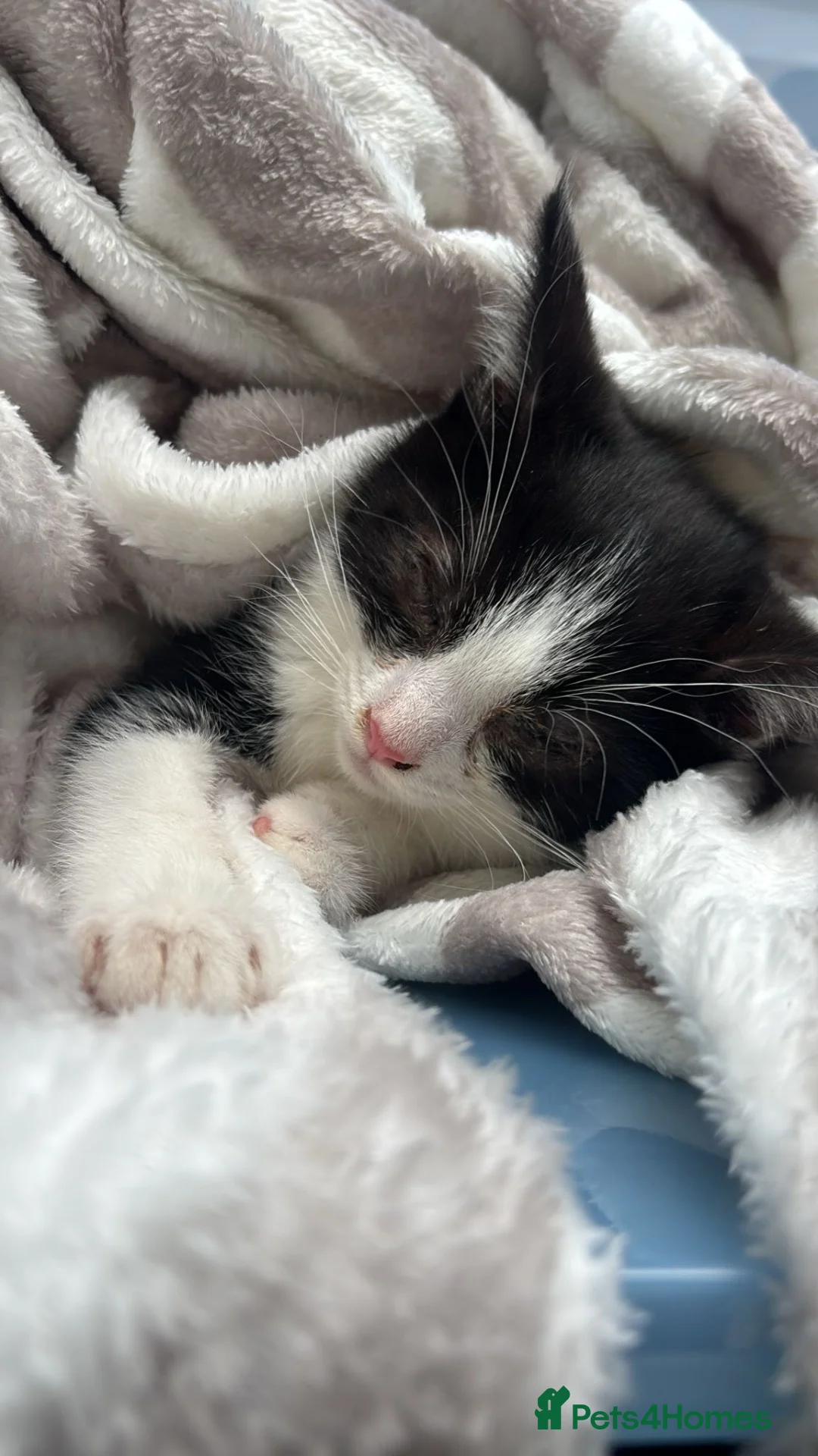 Mixed Breed cats for sale: 10 week old kitten  in Cardiff - Advert 1