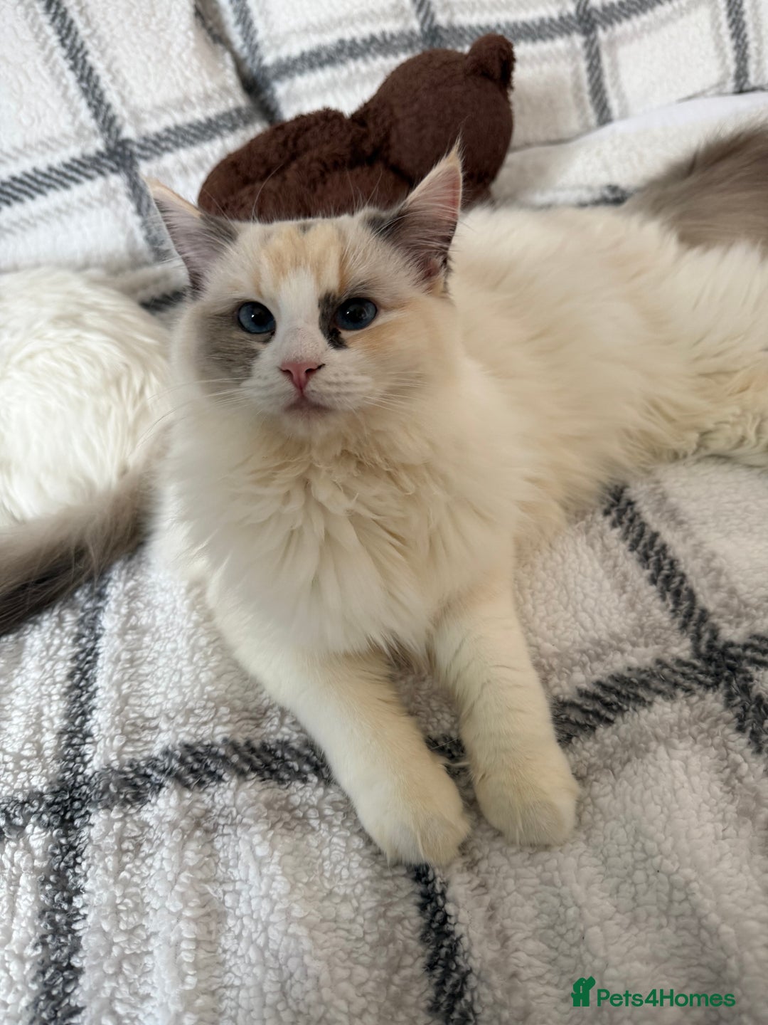 Ragdoll cats for sale: Female Ragdoll Blue Tortie Bicolour - Advert 1