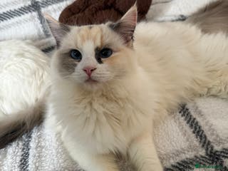 Ragdoll cats Female Ragdoll Blue Tortie Bicolour - Advert 1