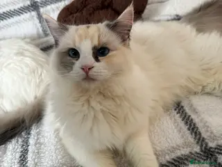 Ragdoll cats Female Ragdoll Blue Tortie Bicolour - Advert 7