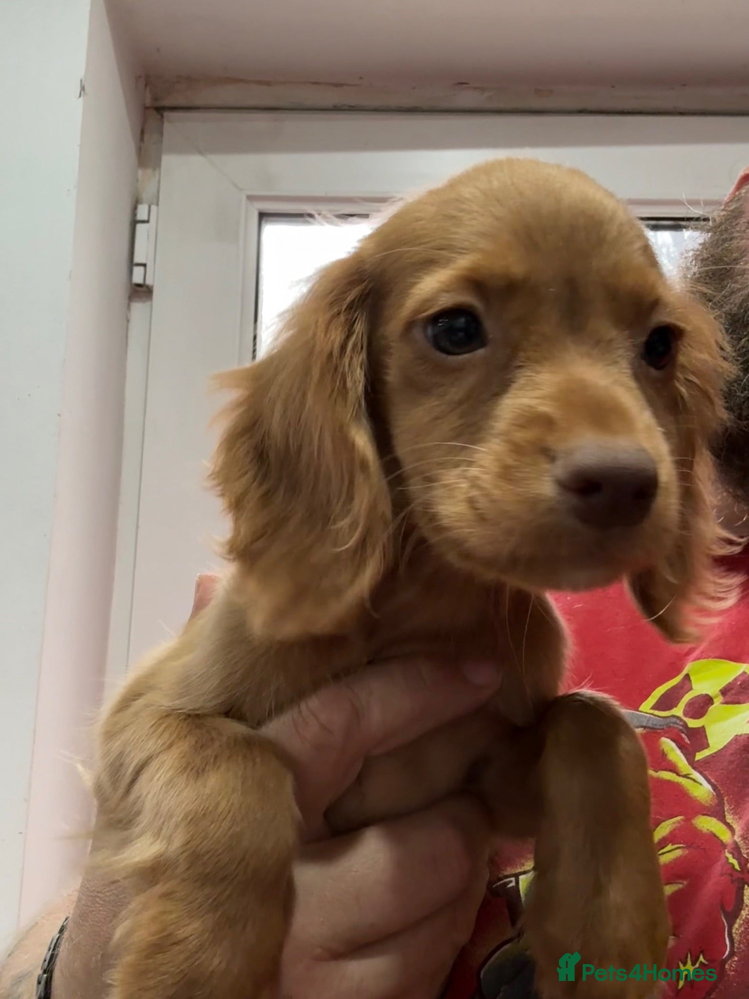 Cocker Spaniel dogs Last girl ready to leave kc registered  - Advert 12