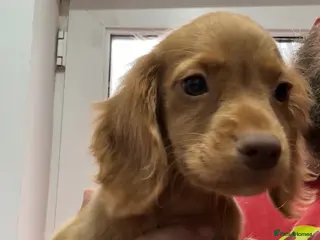 Cocker Spaniel dogs Last girl ready to leave kc registered - Advert 12