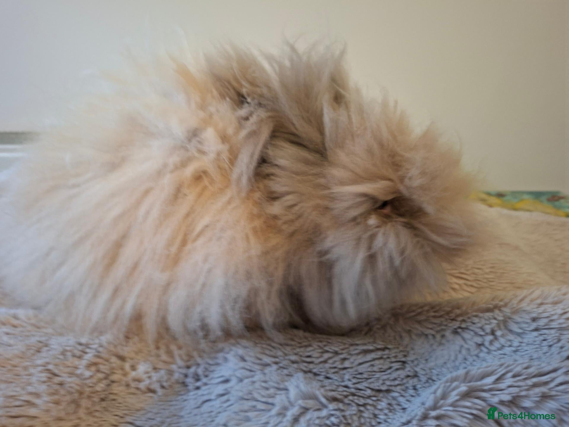 Angora rabbits Angora female rabbit "maisie" - Advert 8