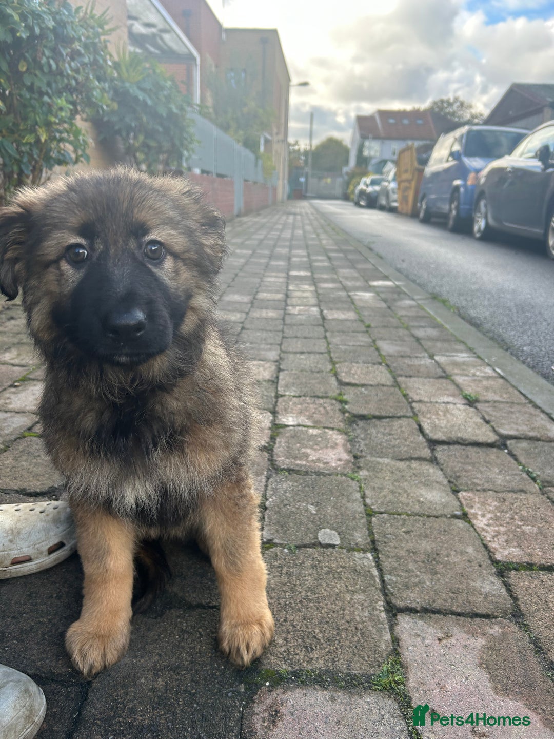 German Shepherd dogs for sale: stunning German Shepard puppies - Advert 8