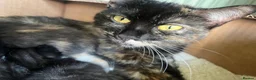 Mixed Breed cats for sale: Last little boy available  in Peterborough - Advert 2
