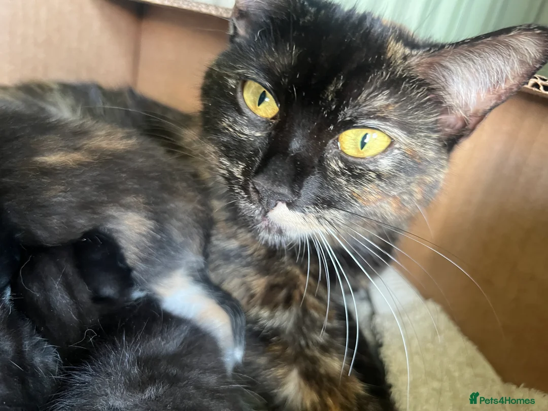 Mixed Breed cats for sale: Last little boy available  in Peterborough - Advert 2