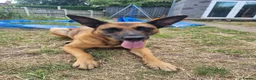 Belgian Shepherd Dog dogs for sale: Belgian shepherd female 5 year old - Advert 3