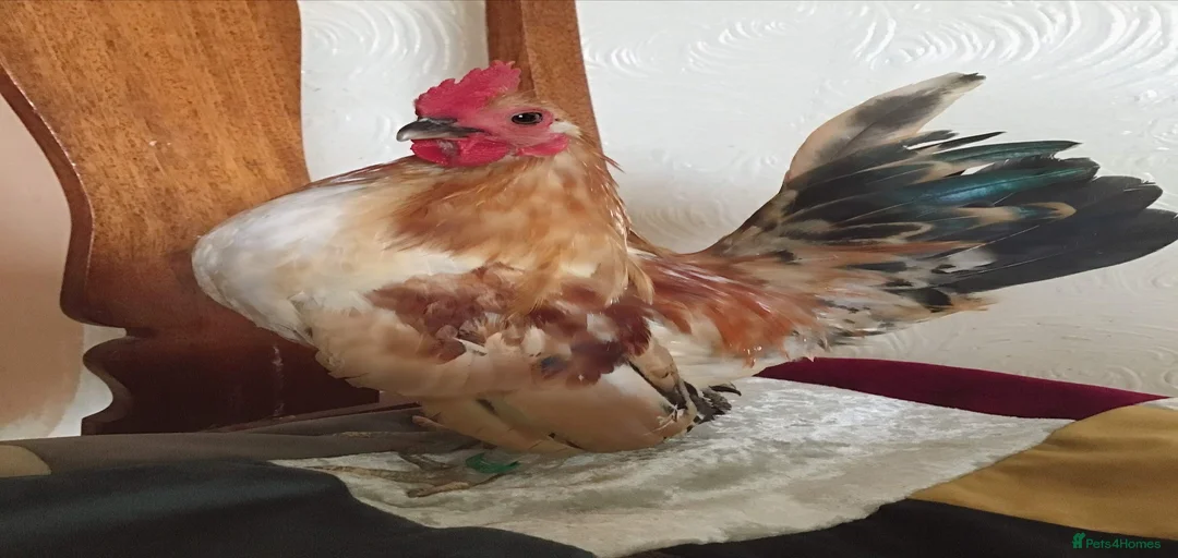 Gallery Image {{count}}