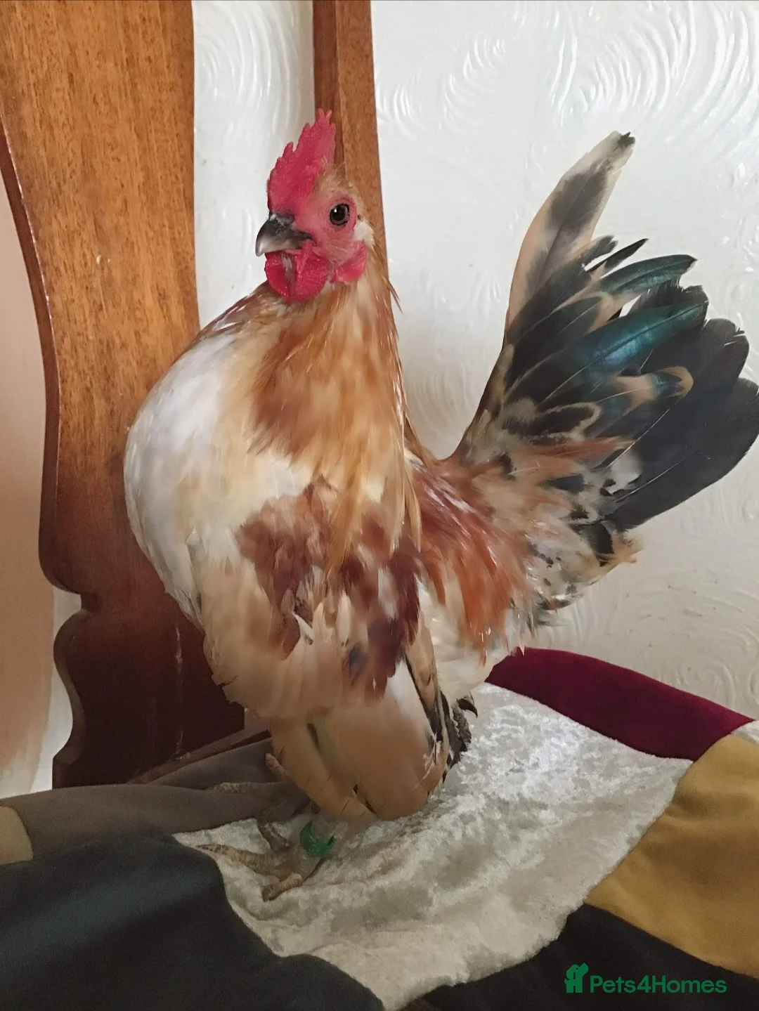 Gallery Image {{count}}