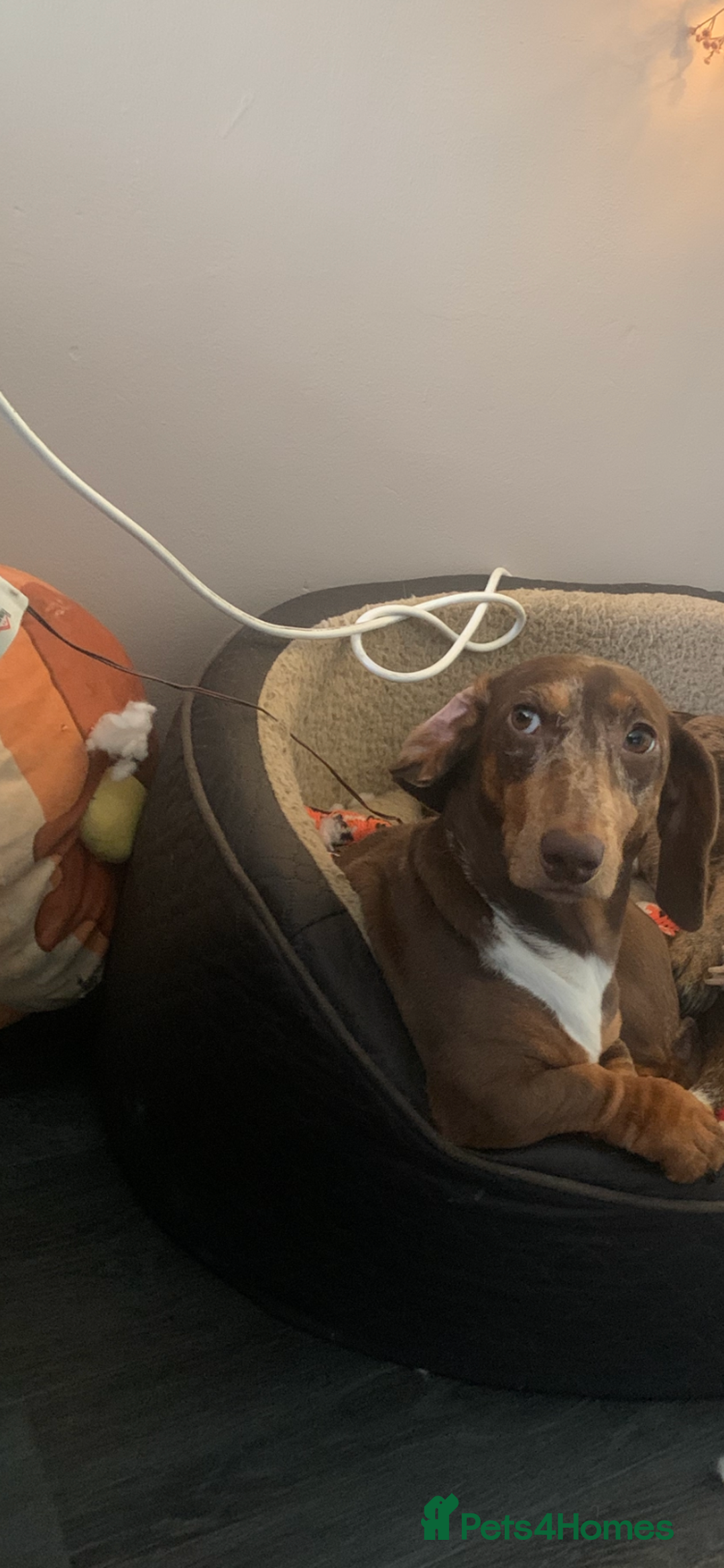 Dachshund dogs for sale: Dachshund looking for her forever home - Image 3