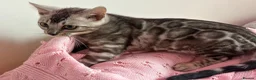 Bengal cats for sale: Exceptional Pure Pedigree Silver Grey TICA Bengal - Advert 13