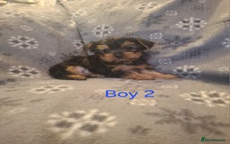 Yorkshire Terrier dogs for sale: Miniature Yorkshire Terrier pups - Image 4