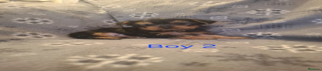 Boy 2
