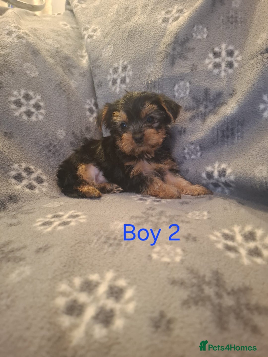 Yorkshire Terrier dogs for sale: Miniature Yorkshire Terrier pups - Image 4