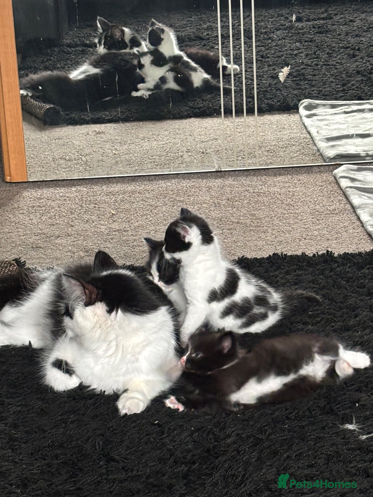 Mixed Breed cats for sale: Ragdoll x  in Warrington - Advert 5