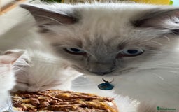 Ragdoll cats for sale: Blue mitted and bicolour ragdolls - Image 22